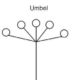 Umbel